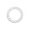  ΛΑΜΠΑ ΦΘΟΡΙΟΥ ΚΥΚΛΙΚΗ Τ8 L 40W/865-C G10q OSRAM